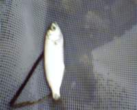 beachseine_082111_lowtidet02_countfish4_small.jpg