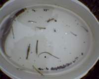 beachseine_082111_lowtidet04_catch2_02_fish_shrimp_larvae2_small.jpg