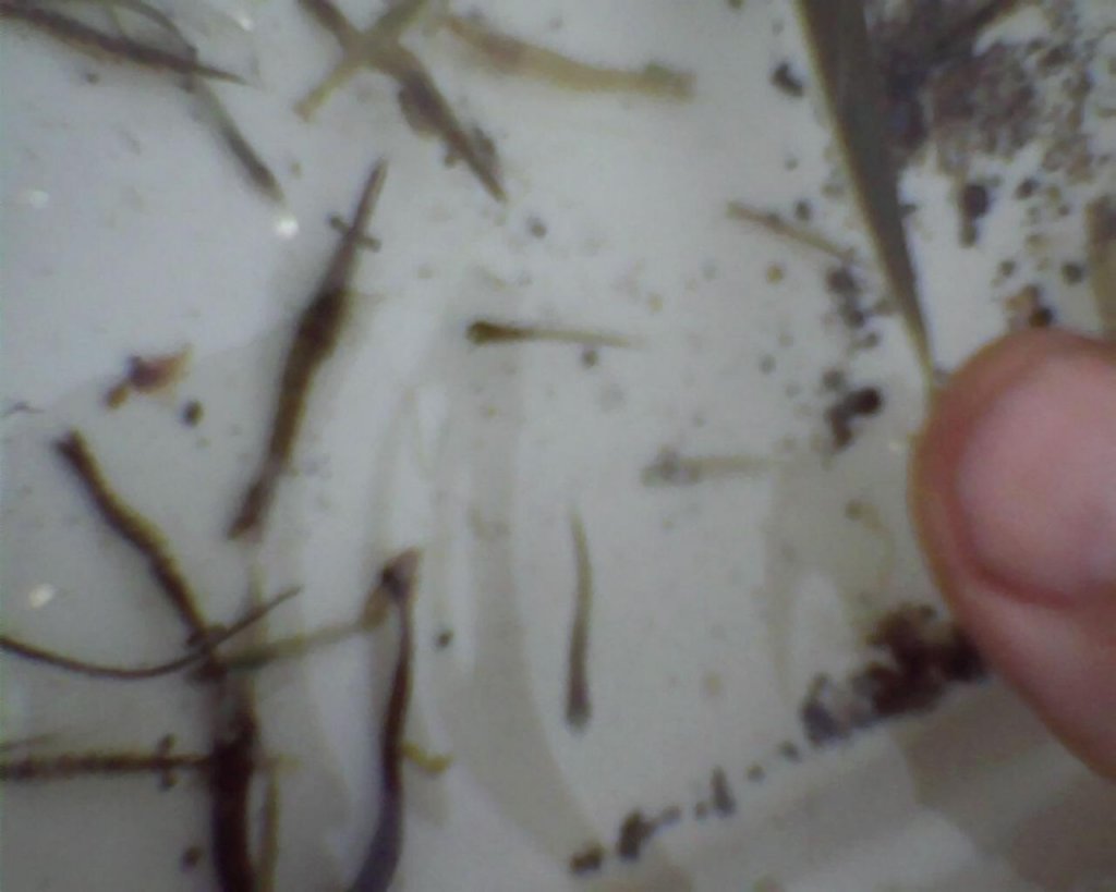 beachseine_082111_lowtidet04_catch2_02_fish_shrimp_larvae3.jpg