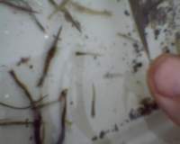 beachseine_082111_lowtidet04_catch2_02_fish_shrimp_larvae3_small.jpg