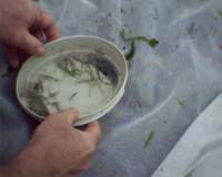 beachseine_082111_lowtidet04_catch2_02_fish_shrimp_larvae4_small.jpg