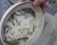 beachseine_082111_lowtidet04_catch2_02_fish_shrimp_larvae5_small.jpg