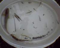 beachseine_082111_lowtidet04_catch2_02_fish_shrimp_larvae_small.jpg