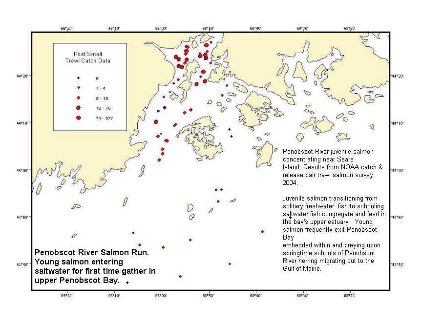 juvenilesalmonestuarinenurseries.jpg